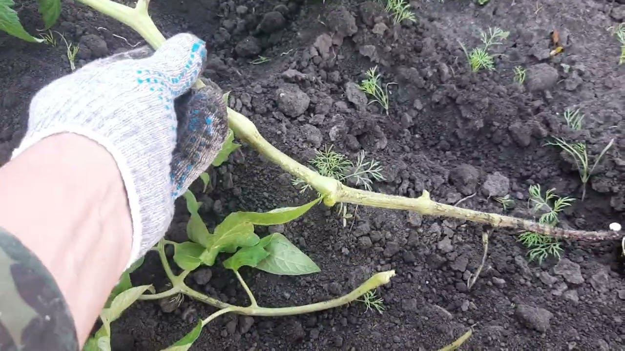 Как сажать переросшую (длинную) рассаду томатов? Как это делаю Я.