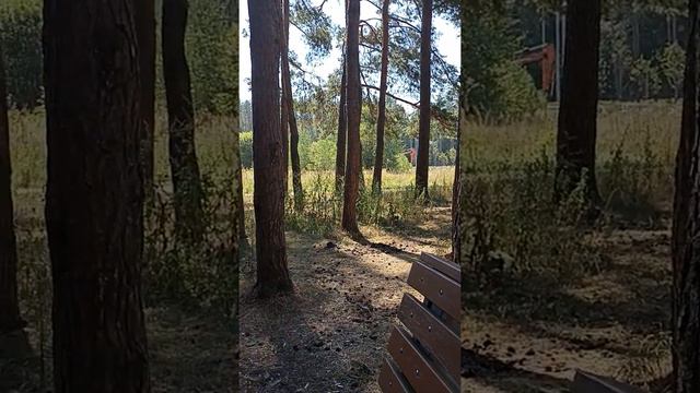 Новопеределкино лес Руслан