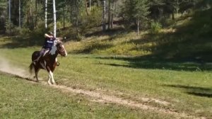 horse archery 2019