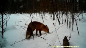 Лиса зимой.