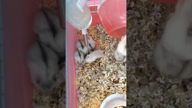 Просто хомяки смотреть онлайн