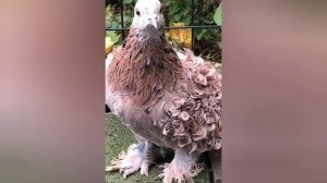 Кудрявые голуби это птицы с кучерявым словно накрахмаленным пером