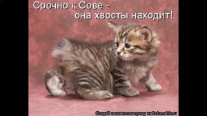 Прикольные клички для кошек