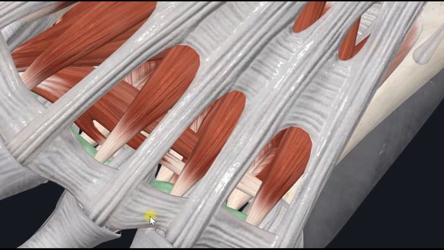 Мышца, приводящая большой палец стопы (m. adductor hallucis) 3D Анатомия смотреть онлайн