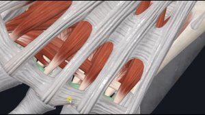 Мышца, приводящая большой палец стопы (m. adductor hallucis) 3D Анатомия