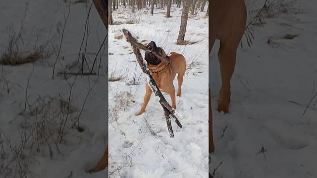 Тоса Ину. Честер развлекается.