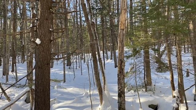 "Роза на снегу", Слава Гауфберг/"Rose in the snow" by Slava Gaufberg смотреть онлайн