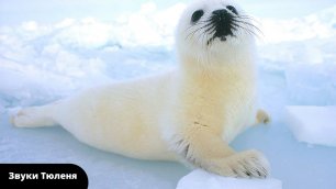 Звуки животных| ЗВУКИ И ГОЛОСА Тюлень| Звук морского котика, какой звук издает морской котик