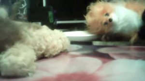 Лис и пёс моя версия 1 часть