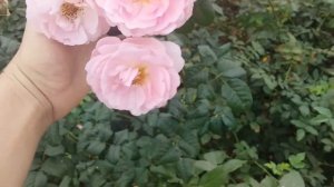 Сёпте Д'айл -английская роза 8 сентября?