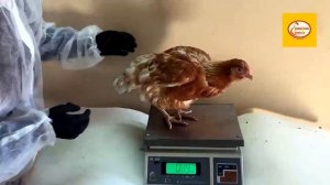 Вес подрощенной куры несушки. Обзор.mp4