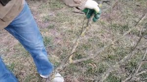 Как обрезать запущенный Абрикос?