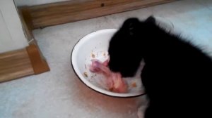 Кот рвет мясо и разговаривает