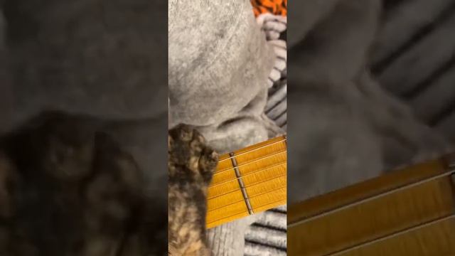 Cat Kaya playing a cover of Nirvana - Come as you are - on a guitar