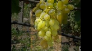Виноград Аксинья ГФ с описанием