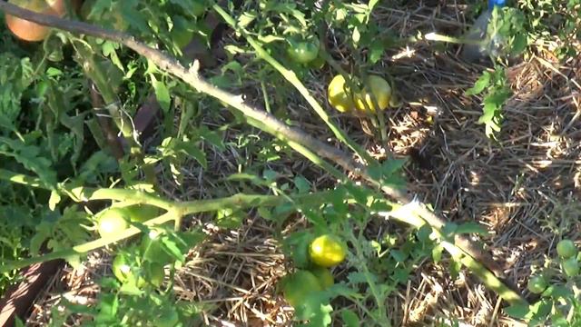 Томатные кусты ломаются под весом помидор смотреть онлайн