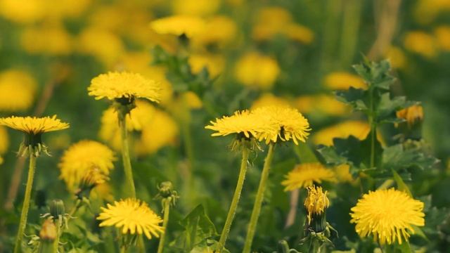 Одуванчики желтые весенние. Цветы весны | Футажи красивая природа [FullHD] смотреть онлайн