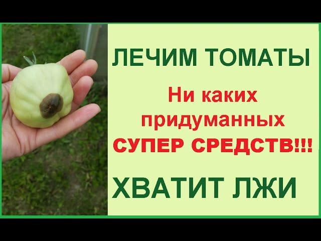 Вершинная гниль не путайте с фитофторой!  Исправить ситуацию можно ОЧЕНЬ быстро!