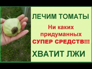 Вершинная гниль не путайте с фитофторой! Исправить ситуацию можно ОЧЕНЬ быстро!