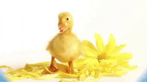 ♪♫ Мультик про утят ♪♫  на танцующих утят ♪♫  Dancing ducks cartoon ♪♫