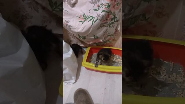 Котята бобтейла 31 день смотреть онлайн