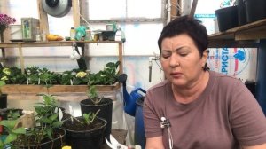 Не растёт метельчатая гортензия. Что делать? Зелёные черенки Самарская Лидия.