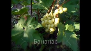 Новинки 2021: Виноград Хеллоуин, Аватар, Бананас, Вальс, Гусар, Красная пуля, Ведьмины пальцы