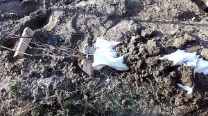 Виноград. Как укрыть виноград на зиму.