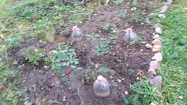 Дача. Конец октября. Цветы. Розы смотреть онлайн