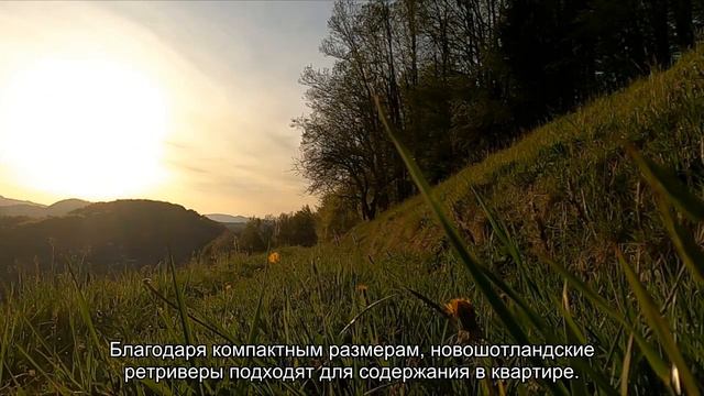 Новошотландский ретривер (толлер) смотреть онлайн