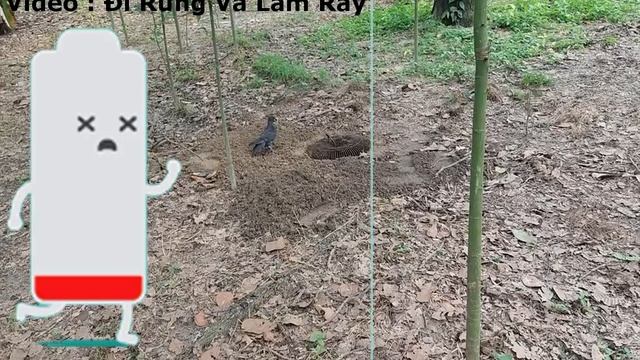 Ловушка для птиц .Ловушка для птиц с использованием электрического вентилятора смотреть онлайн