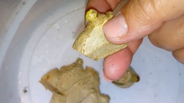 Имбирь в квартире из плохого корня 24 апреля - 23 день. Корневая система имбиря смотреть онлайн