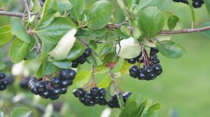 Арония Мичурина. Укоренение корневых отпрысков