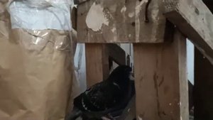 Голубь птенец упал из гнезда