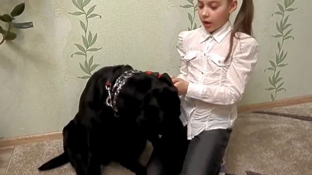 Познавательный рассказ про собаку лабродор смотреть онлайн