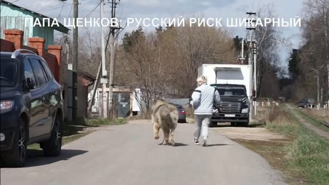 Щенки Кавказской овчарки, девочки 1 месяц, их папа, дедушка. www.r-risk.ru +79262205603 Татьяна смотреть онлайн