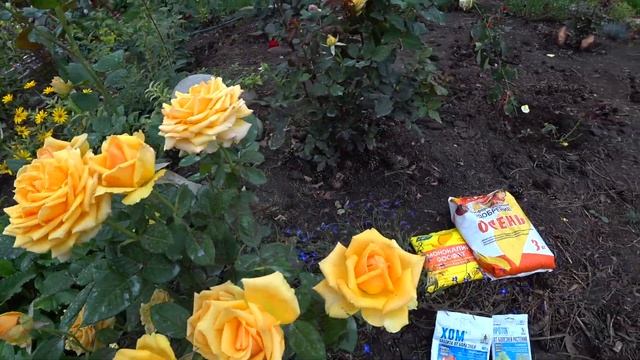 Розы в сентябре, уход и подкормка смотреть онлайн