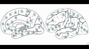 11.34.5 Подробное разъяснение. Префронтальная кора. Часть пятая