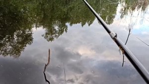 В Мысках поймали Ротана монстра. Самый большой ротан в Мысках