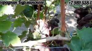 ГФ. Винограда ЭМИР (Калугин В.М.).