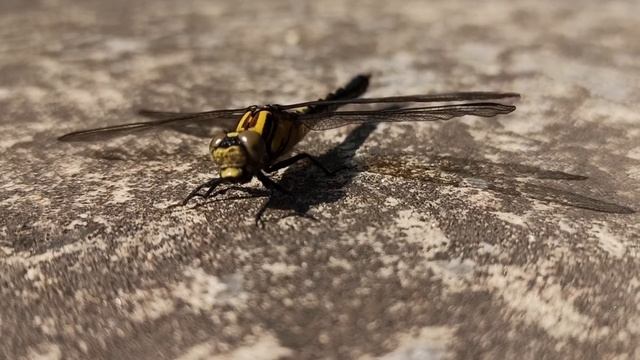 Стрекоза. смотреть онлайн