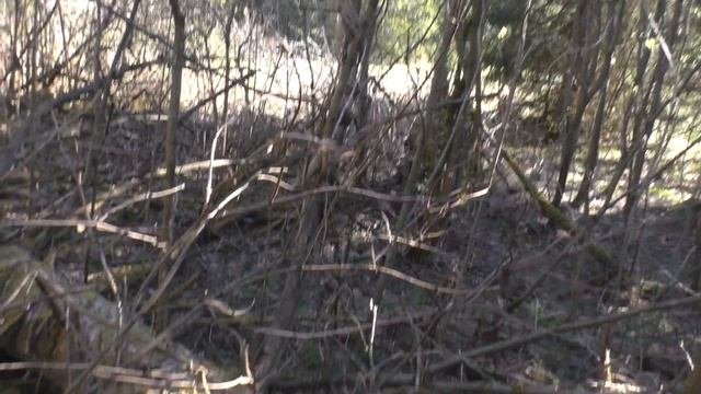 АКА Сигнум и Поисковый магнит в лесном пруду / Поиск с металлоискателем видео / кладоискатель / пвд