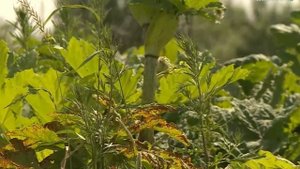 «Борщевик Сосновского» , как и зачем его уничтожать ?