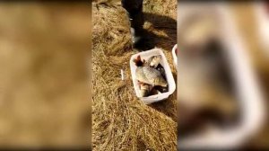 ОСИНОВСКИЙ ПРУД!!!КАК ЖИВЁТ И ЧЕМ РАДУЕТ РЫБАКОВ!!! ОТЛИЧНЫЕ УЛОВЫ!!!