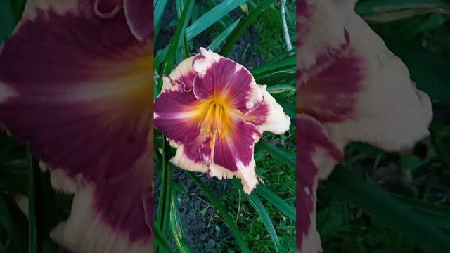 Сад в начале августа. смотреть онлайн