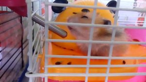 Хомячки - Хомяк пьет воду и сидит в домике) 🐹💕| Хомячуля: Secret Life Hamster - Pets