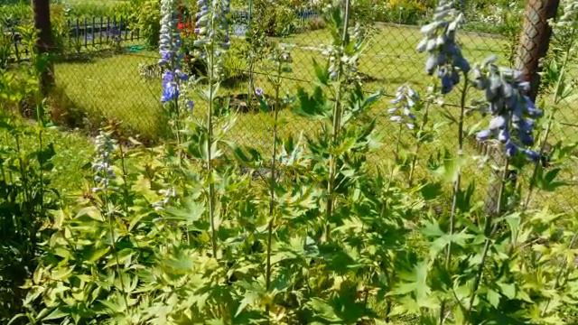 Kwiaty w moim ogrodzie.wmv смотреть онлайн