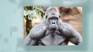 Топ 5 самых сильных жывотных мира