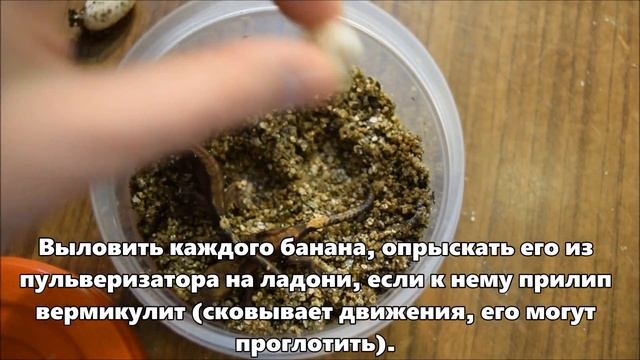 РЕСНИТЧАТЫЙ БАНАНОЕД- Разведение/ УСПЕШНАЯ ИНКУБАЦИЯ/ ЧТО ДЕЛАТЬ С МОЛОДНЯКОМ? смотреть онлайн