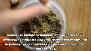 РЕСНИТЧАТЫЙ БАНАНОЕД- Разведение/ УСПЕШНАЯ ИНКУБАЦИЯ/ ЧТО ДЕЛАТЬ С МОЛОДНЯКОМ?